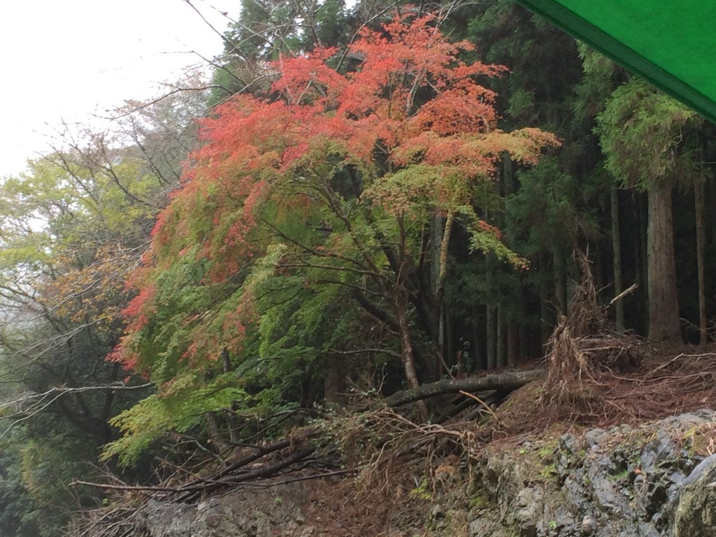 遠藤クリニック旅行 紅葉