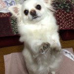 整形外科 遠藤クリニック 犬